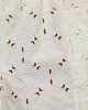 Moncler Shorts Broderie Anglaise Natural IT 42 (EUR 36)